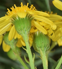 Senecio nevadensis malacitanus