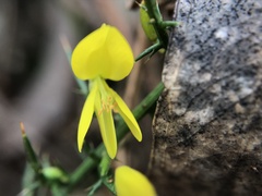 Ulex parviflorus