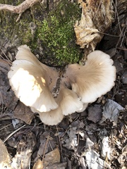 Pleurotus ostreatus