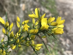 Ulex parviflorus