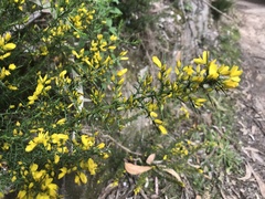 Ulex parviflorus
