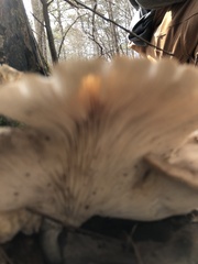 Pleurotus ostreatus