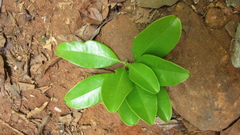 Manilkara bidentata