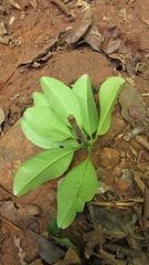 Manilkara bidentata