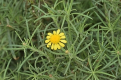 Senecio nevadensis malacitanus
