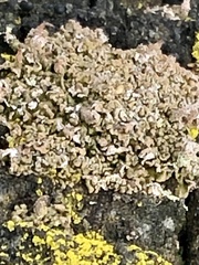 Hypocenomyce scalaris