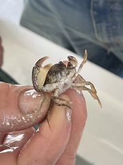 Rhithropanopeus harrisii