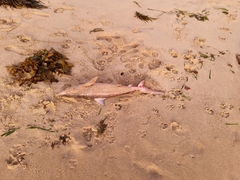 Carcharhinus obscurus