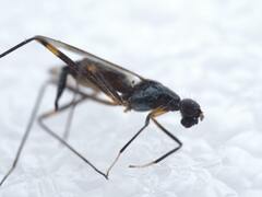 Rainieria antennaepes