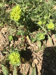 Euphorbia helioscopia