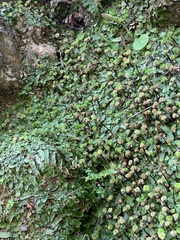 Marchantia polymorpha polymorpha