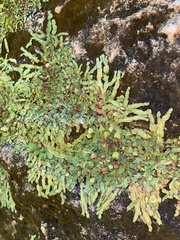 Marchantia polymorpha polymorpha