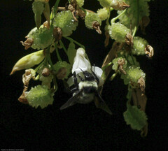 Bombus brasiliensis