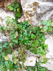 Parietaria judaica