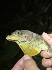 Anolis richardii