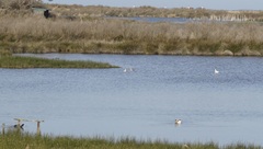 Limosa