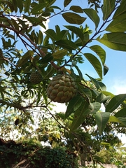 Annona squamosa