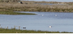 Limosa