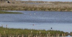 Limosa