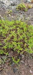 Lavandula