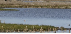 Limosa