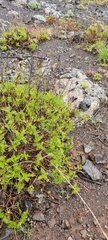 Lavandula