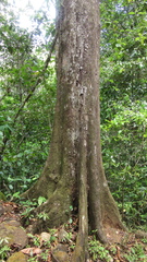 Terminalia amazonia