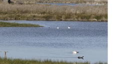 Limosa