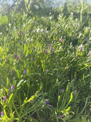 Calandrinia menziesii