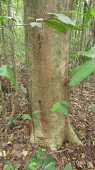 Sterculia recordiana