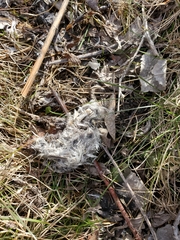 Bubo scandiacus