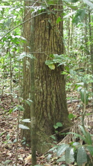 Calophyllum longifolium