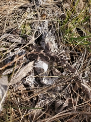 Bubo scandiacus