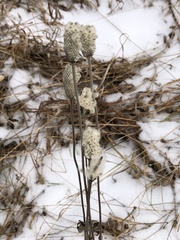 Anemone cylindrica