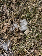Bubo scandiacus