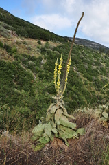 Verbascum macrurum
