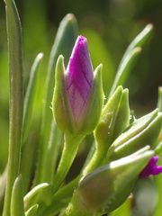 Calandrinia menziesii