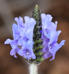 Lavandula multifida