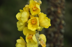 Verbascum macrurum