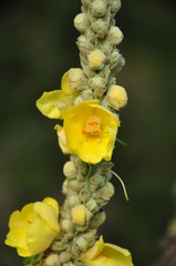 Verbascum macrurum