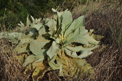 Verbascum macrurum