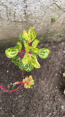 Iresine diffusa herbstii