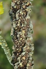 Verbascum macrurum