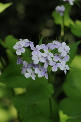 Lunaria rediviva