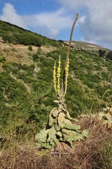Verbascum macrurum