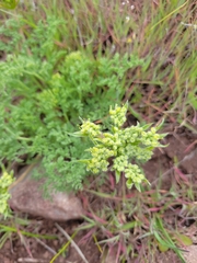 Lomatium dasycarpum