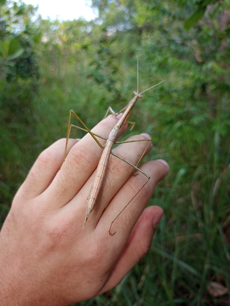 Brunner's Stick Mantises from Ribeirópolis - SE, Brasil on February 19 ...