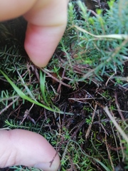 Loboptera decipiens