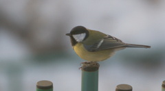 Parus major