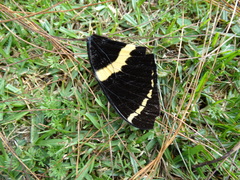 Papilio garamas garamas